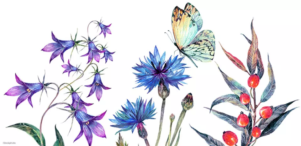 Afbeelding Planten voor een levende tuin