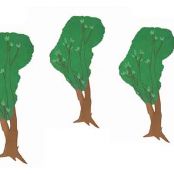 5. Varieer met duurzaam gekweekte planten en bomen