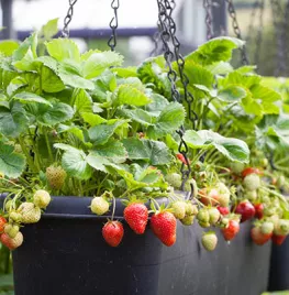Aardbeien kweken in een pot