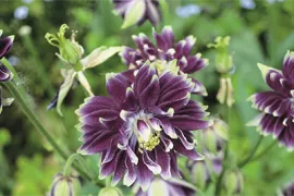 Zaad bestellen van Akelei