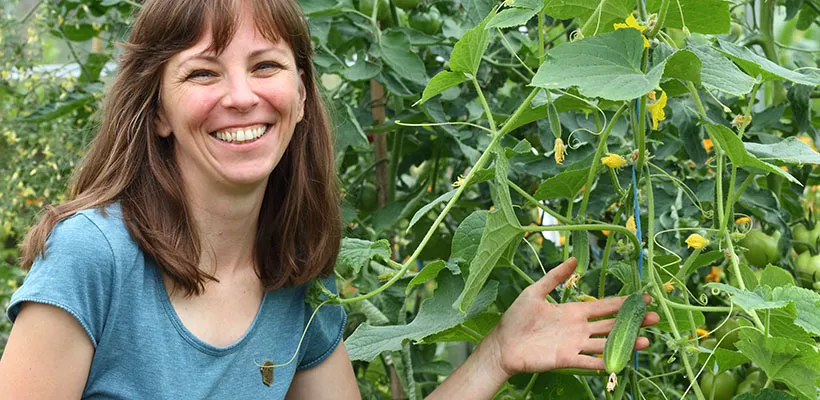 Kweek je eigen augurk (Cucumis sativa)