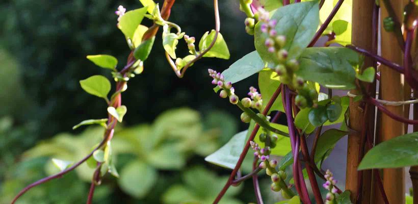 Basella of Malabar-spinazie zelf zaaien