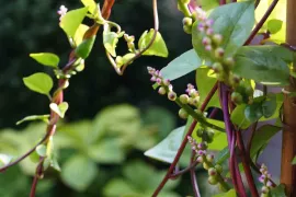 Basella of Malabar-spinazie zelf zaaien