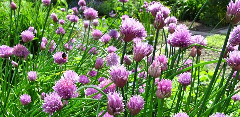 Hoe zaai ik bieslook?