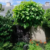 Catalpa snoeien