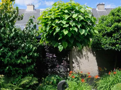 Catalpa snoeien