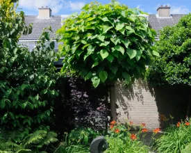 Catalpa snoeien