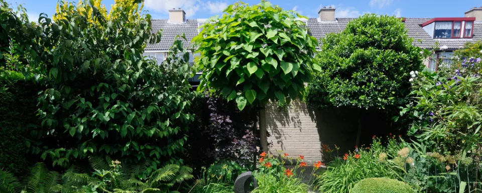 Afbeelding Catalpa snoeien