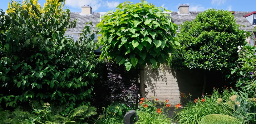 Catalpa snoeien