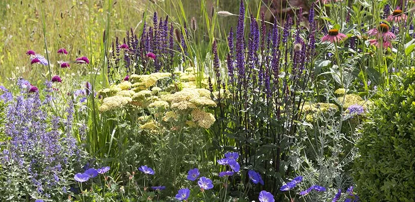 Zomerborder in geel en violet