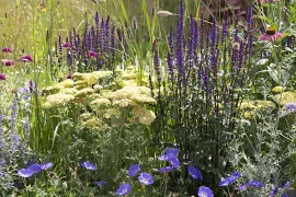 Zomerborder in geel en violet