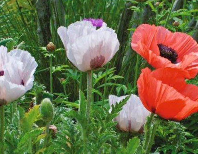 Zelf vaste papavers zaaien en zaden bestellen