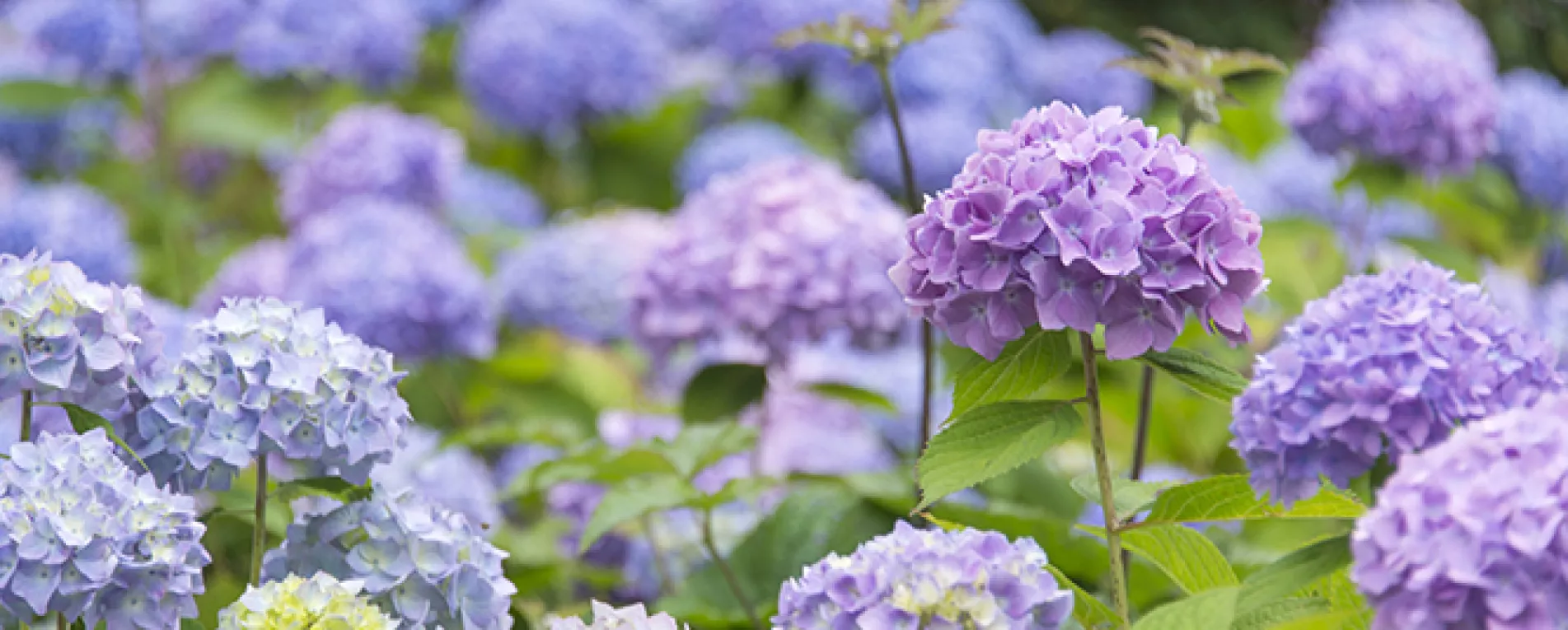 De 10 beste hortensia’s voor je tuin