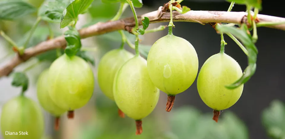 Afbeelding Kruisbes kweken in een pot