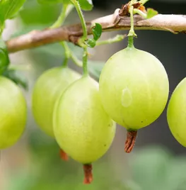 Kruisbes kweken in een pot
