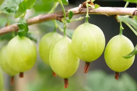 Kruisbes kweken in een pot
