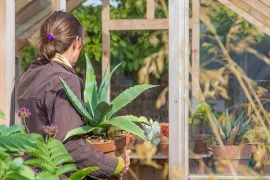 10 tips om kuipplanten te overwinteren