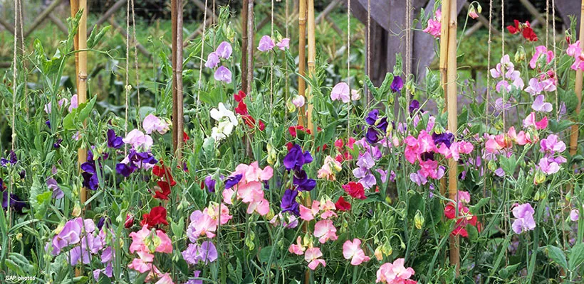 Zaad bestellen van Lathyrus odoratus