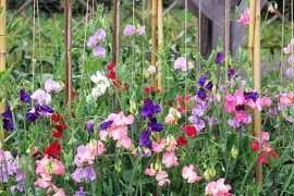 Zaad bestellen van Lathyrus odoratus