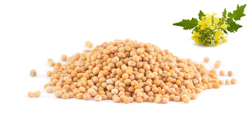 Mosterdzaad tegen onkruid