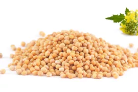 Mosterdzaad tegen onkruid