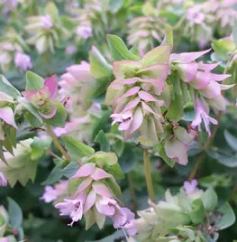 Hoe zaai ik oregano?