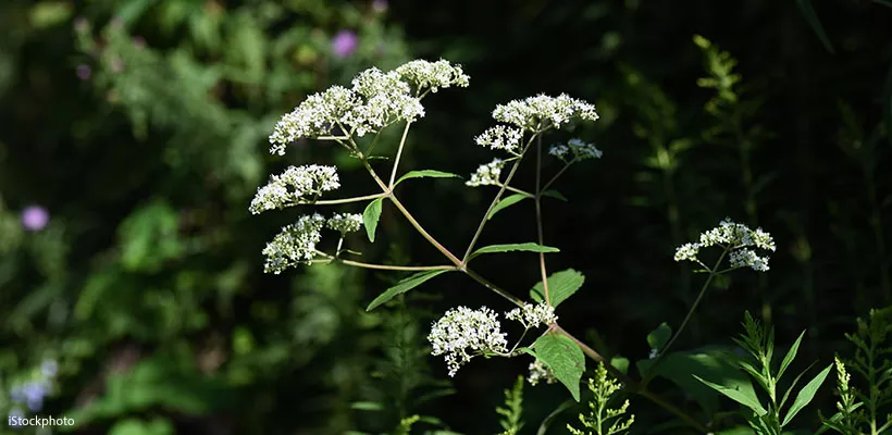 Zaad bestellen van Patrinia of goudvaleriaan