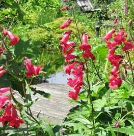 Zaad bestellen van Penstemon