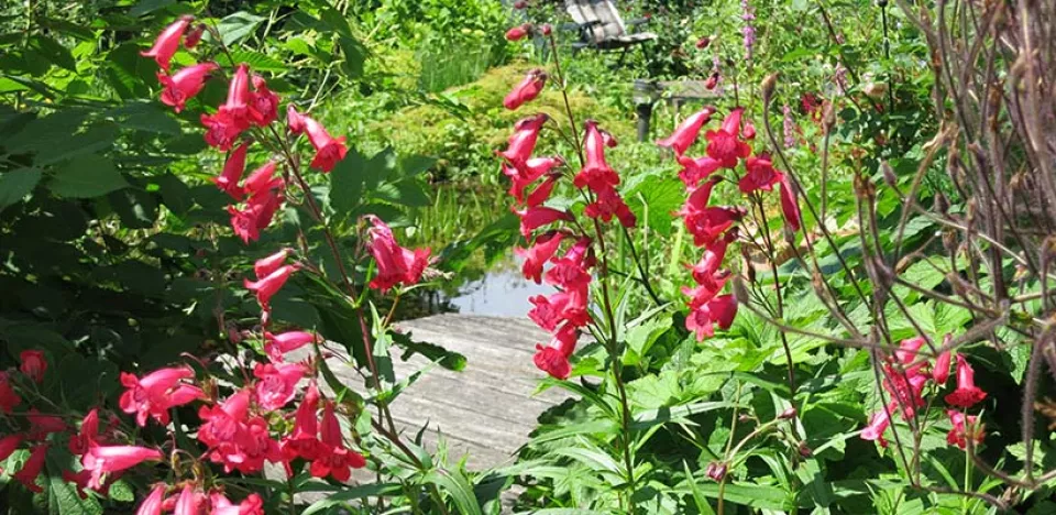 Afbeelding Zaad bestellen van Penstemon