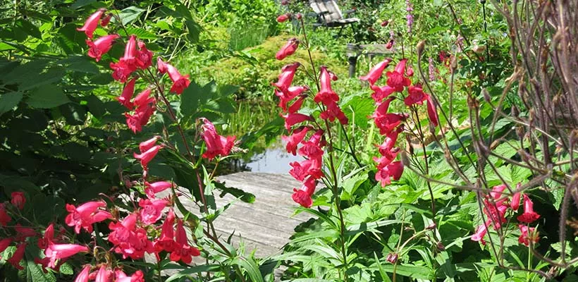 Zaad bestellen van Penstemon