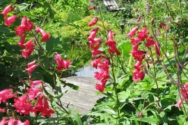 Zaad bestellen van Penstemon