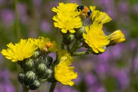 Zelf inheemse havikskruiden zaaien