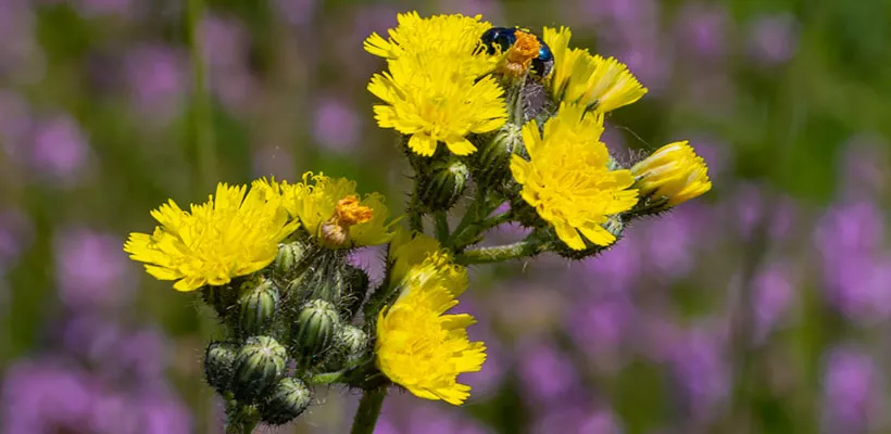 Zelf inheemse havikskruiden zaaien