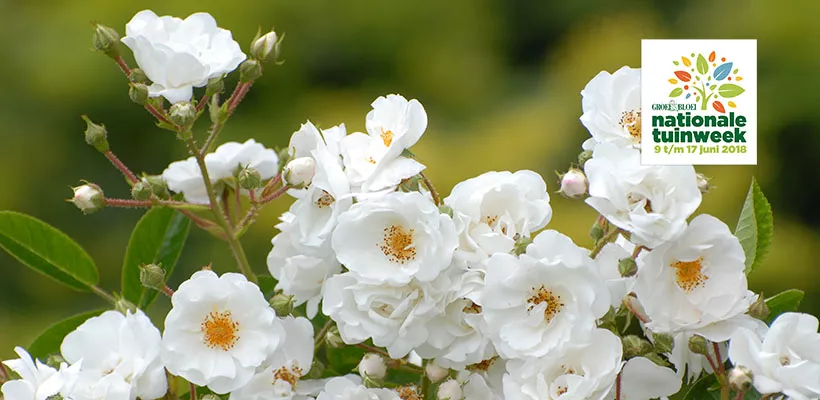 Feestroos Rosa ‘Groei & Bloei’