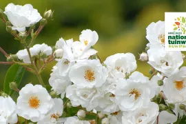Feestroos Rosa ‘Groei & Bloei’