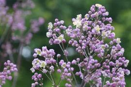 Zaden bestellen van Thalictrum en winterzaaien