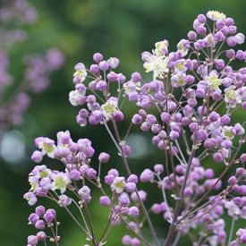 Zaden bestellen van Thalictrum en winterzaaien