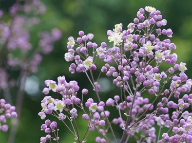 Zaden bestellen van Thalictrum en winterzaaien