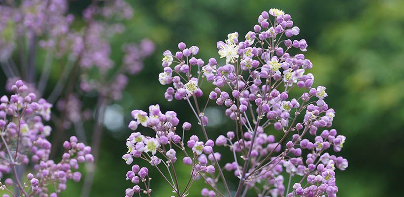 Zaden bestellen van Thalictrum en winterzaaien