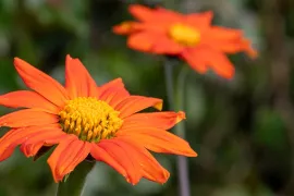 Zelf hoge planten zaaien: Tithonia, Persicaria en Silphium