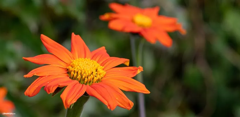 Zelf hoge planten zaaien: Tithonia, Persicaria en Silphium