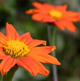 Zelf hoge planten zaaien: Tithonia, Persicaria en Silphium