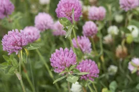 Inheemse klavertjes zaaien voor insecten