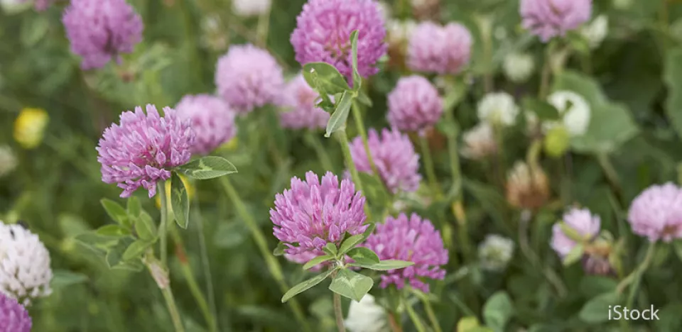 Afbeelding Inheemse klavertjes zaaien voor insecten
