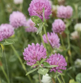 Inheemse klavertjes zaaien voor insecten