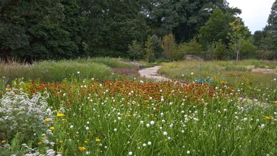 Afbeelding Piet Oudolf (81) is niet te stoppen: nieuwe tuin geopend in New York