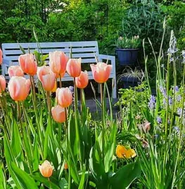 Tulp ‘Groei & Bloei 150’ weer te koop