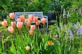 Tulp ‘Groei & Bloei 150’ weer te koop