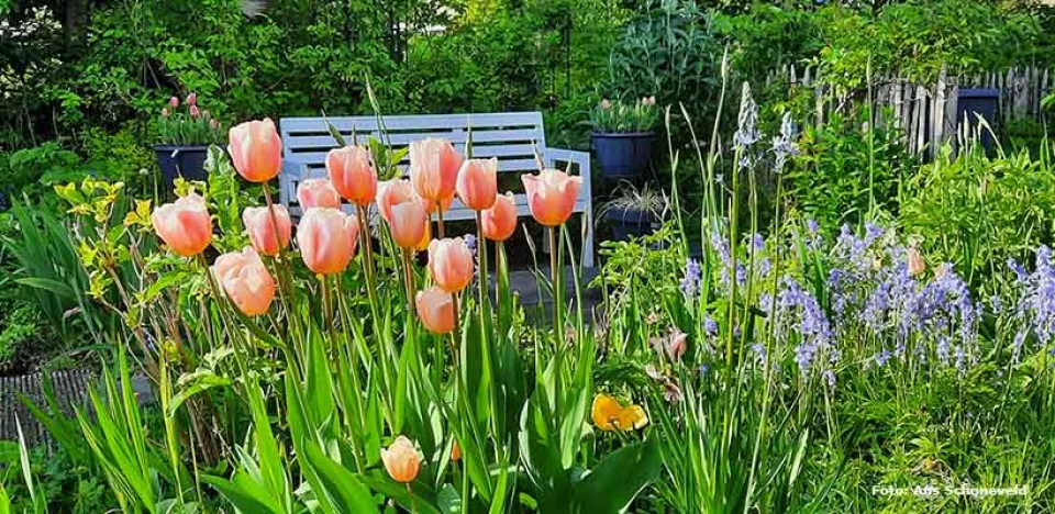 Afbeelding Jubileumtulp ‘Groei & Bloei 150’: blikvanger in de voorjaarstuin