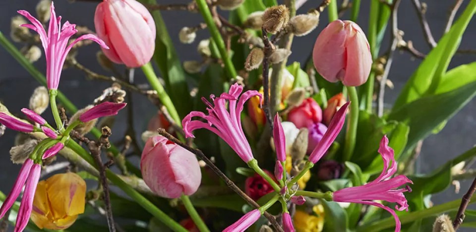 Afbeelding Tulpenpret